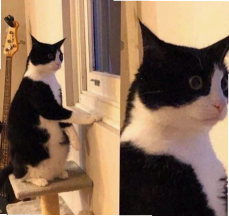 Meme ngạc nhiên của loài chó