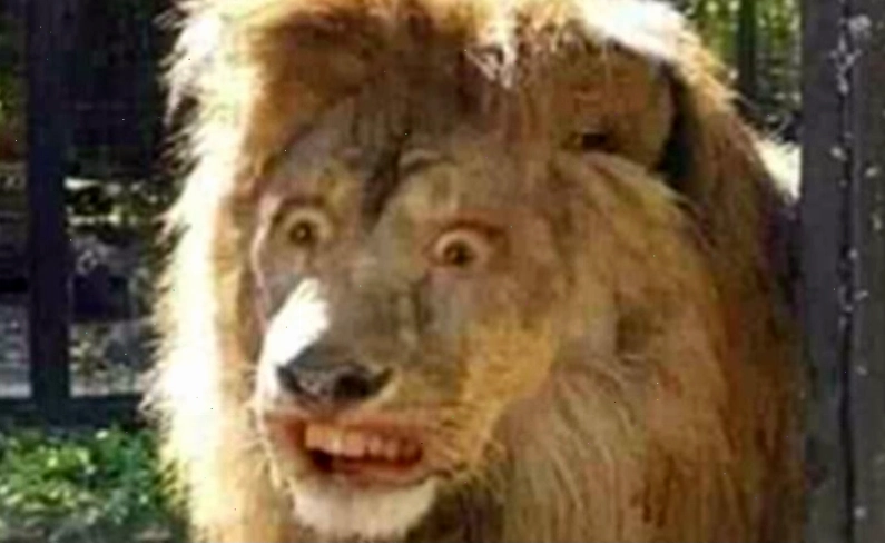 Meme ngạc nhiên hài hước từ động vật