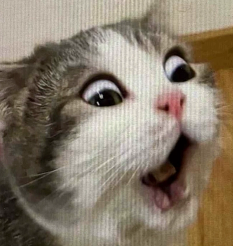 Meme ngạc nhiên từ các loài vật nuôi khác
