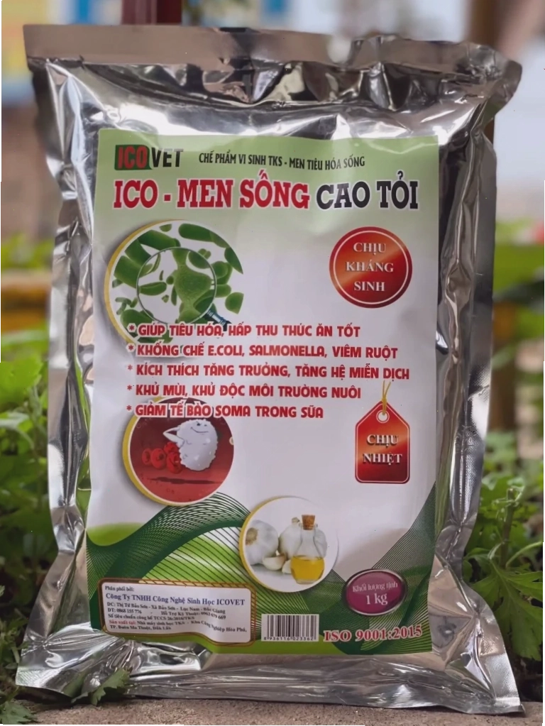 Men sống cao tỏi ICO-MEN hỗ trợ tiêu hóa cho heo con bị tiêu chảy