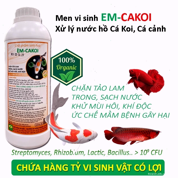 Men vi sinh xử lý nước hồ cá Koi giúp nước trong sạch
