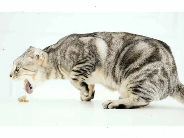 Mèo ăn bạc hà mèo giúp hỗ trợ tiêu hóa