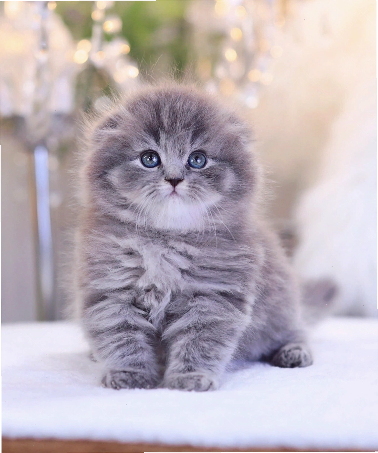 Mèo Anh lông dài màu xám tại Pet House
