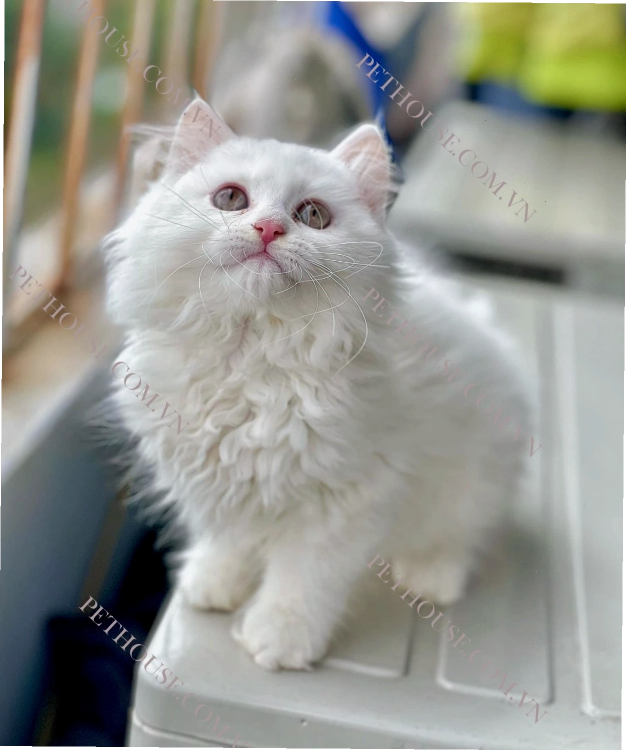 Mèo Anh lông dài sở hữu bộ lông dày và mềm mại