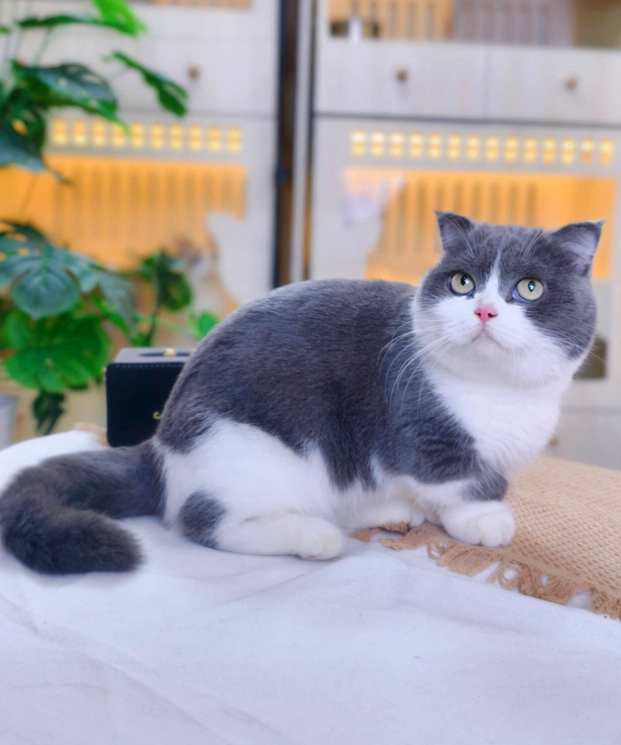 Mèo Anh lông ngắn chân lùn bicolor đáng yêu