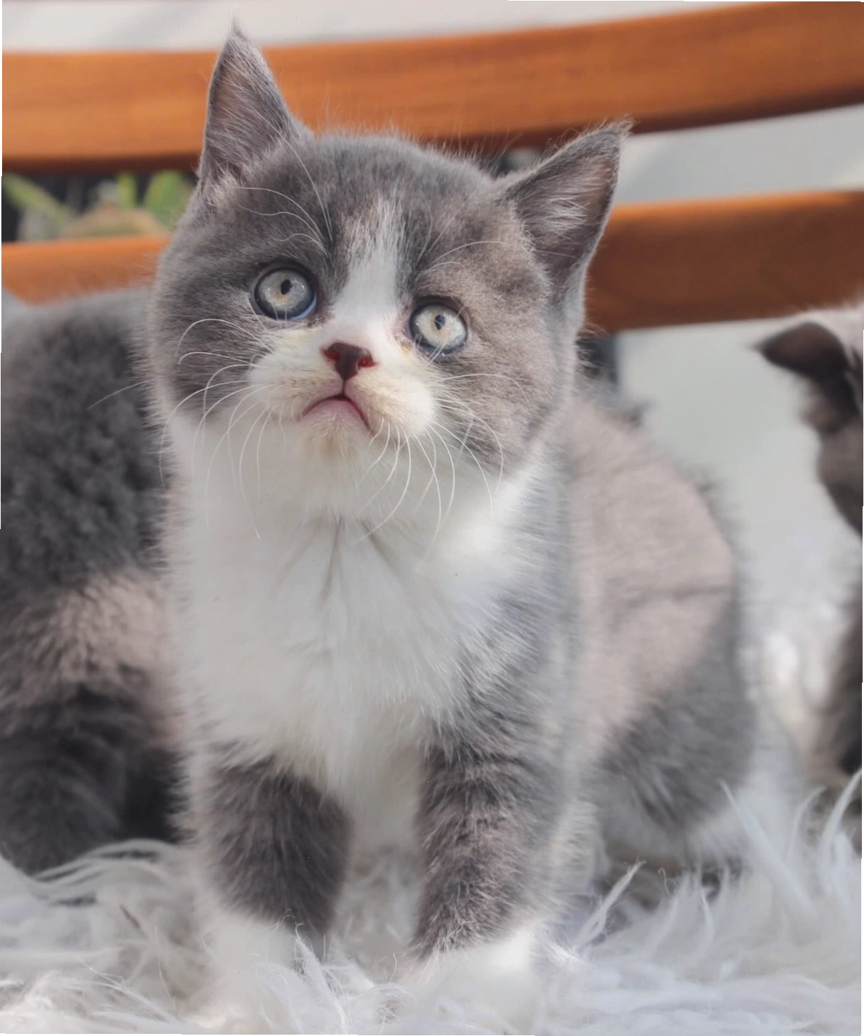 Mèo Anh Lông Ngắn màu bicolor