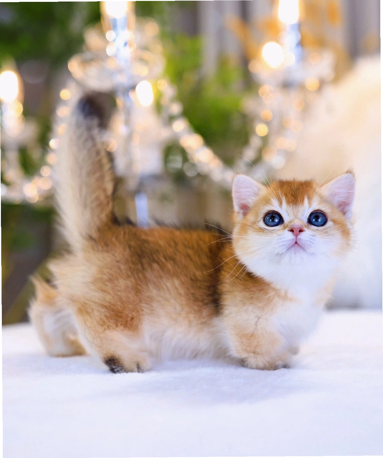 Mèo Anh Lông Ngắn màu golden đang ăn thức ăn