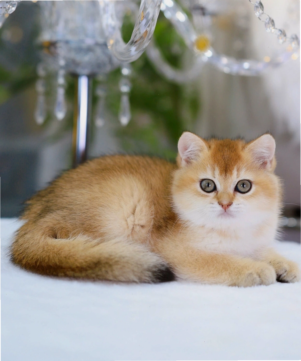 Mèo Anh Lông Ngắn màu golden với bộ lông óng mượt
