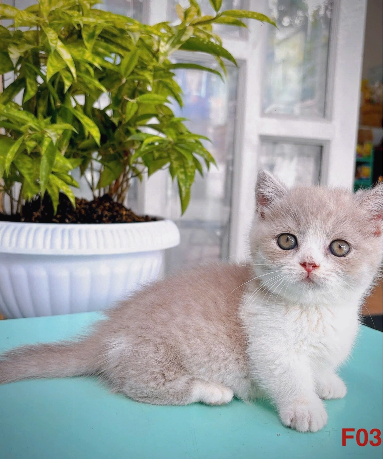 Mèo Anh Lông Ngắn màu kem
