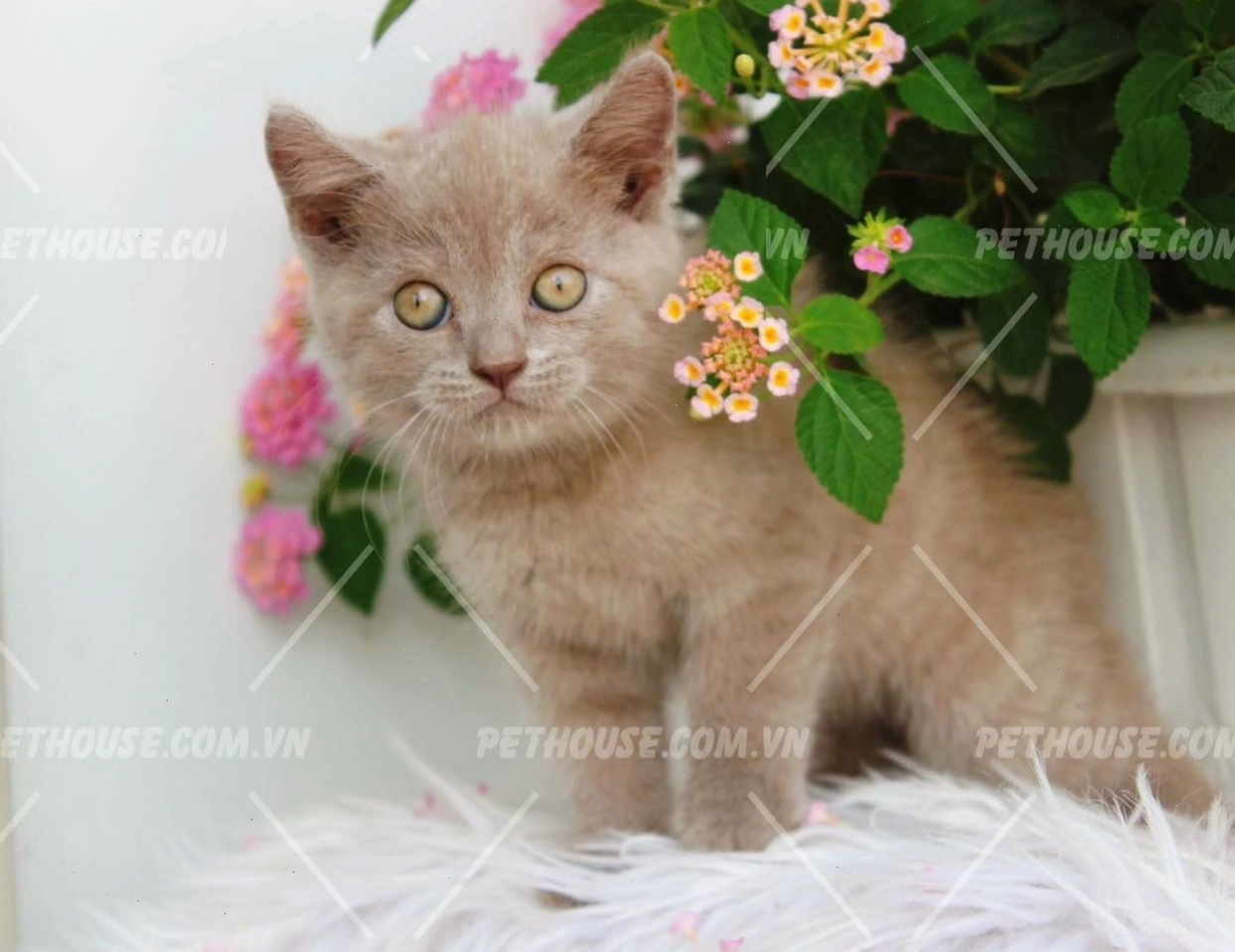 Mèo Anh lông ngắn màu Lilac (một biến thể màu tương tự Silver)