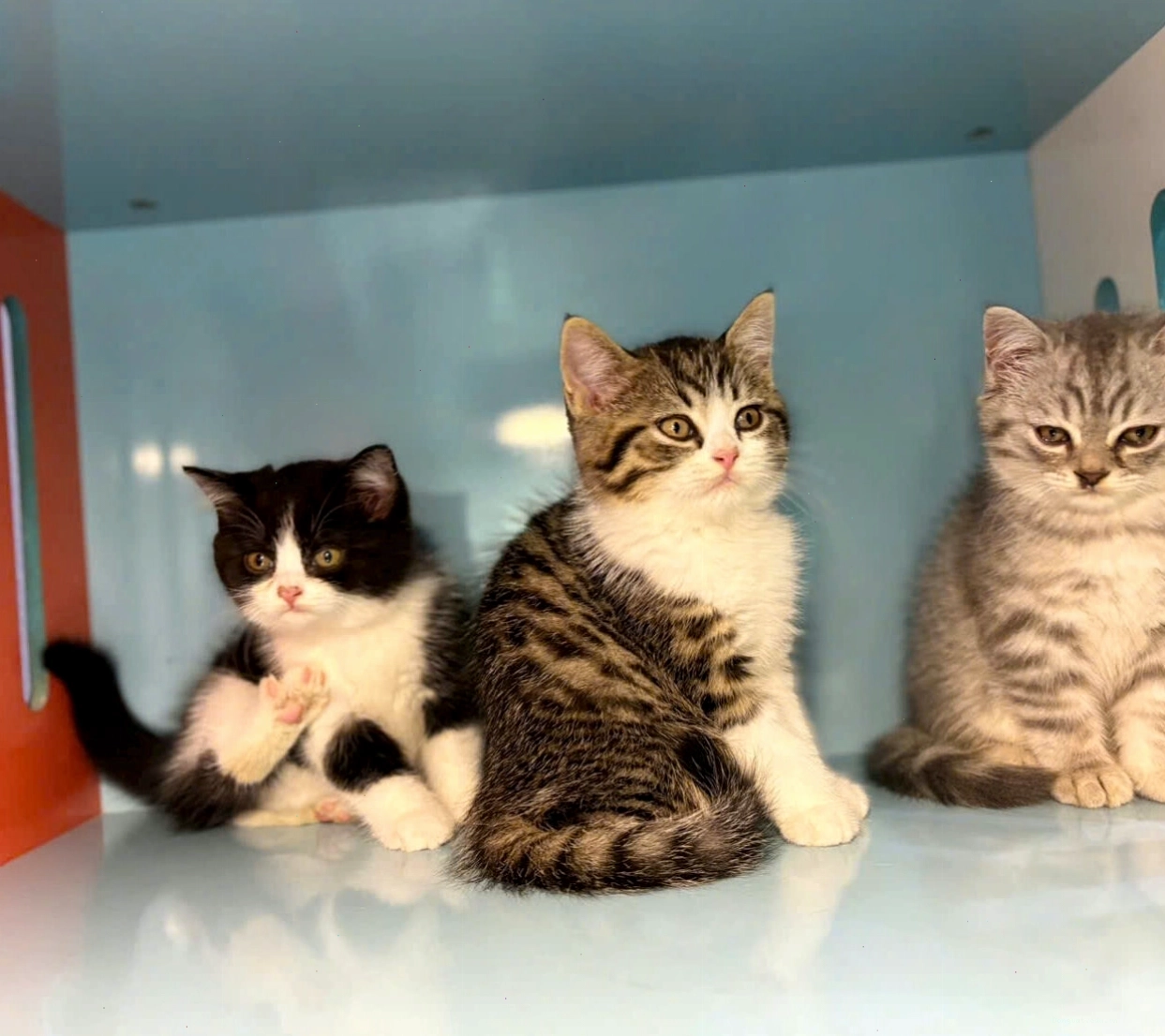 Mèo Anh Lông Ngắn màu tuxedo