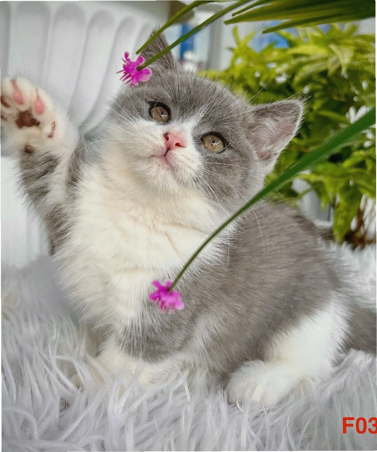 Mèo Anh Lông Ngắn màu xám với vẻ mặt ngây thơ