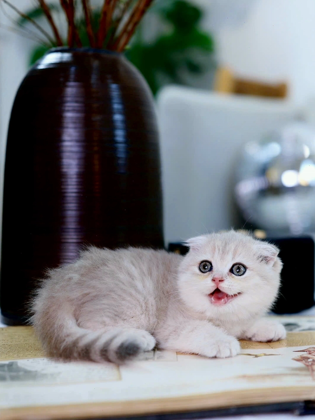 Mèo Anh Tai Cụp lông ngắn màu Blue Golden Tabby
