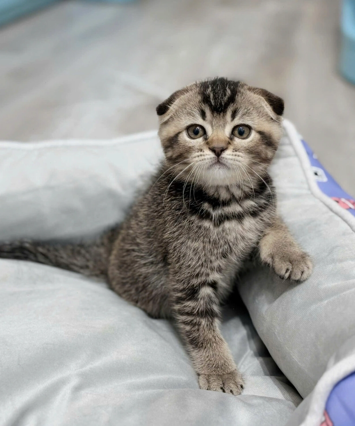 Mèo Anh Tai Cụp lông ngắn màu xám tro
