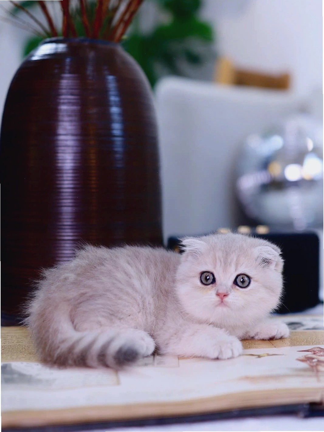 Mèo Anh Tai Cụp lông ngắn màu xám tro