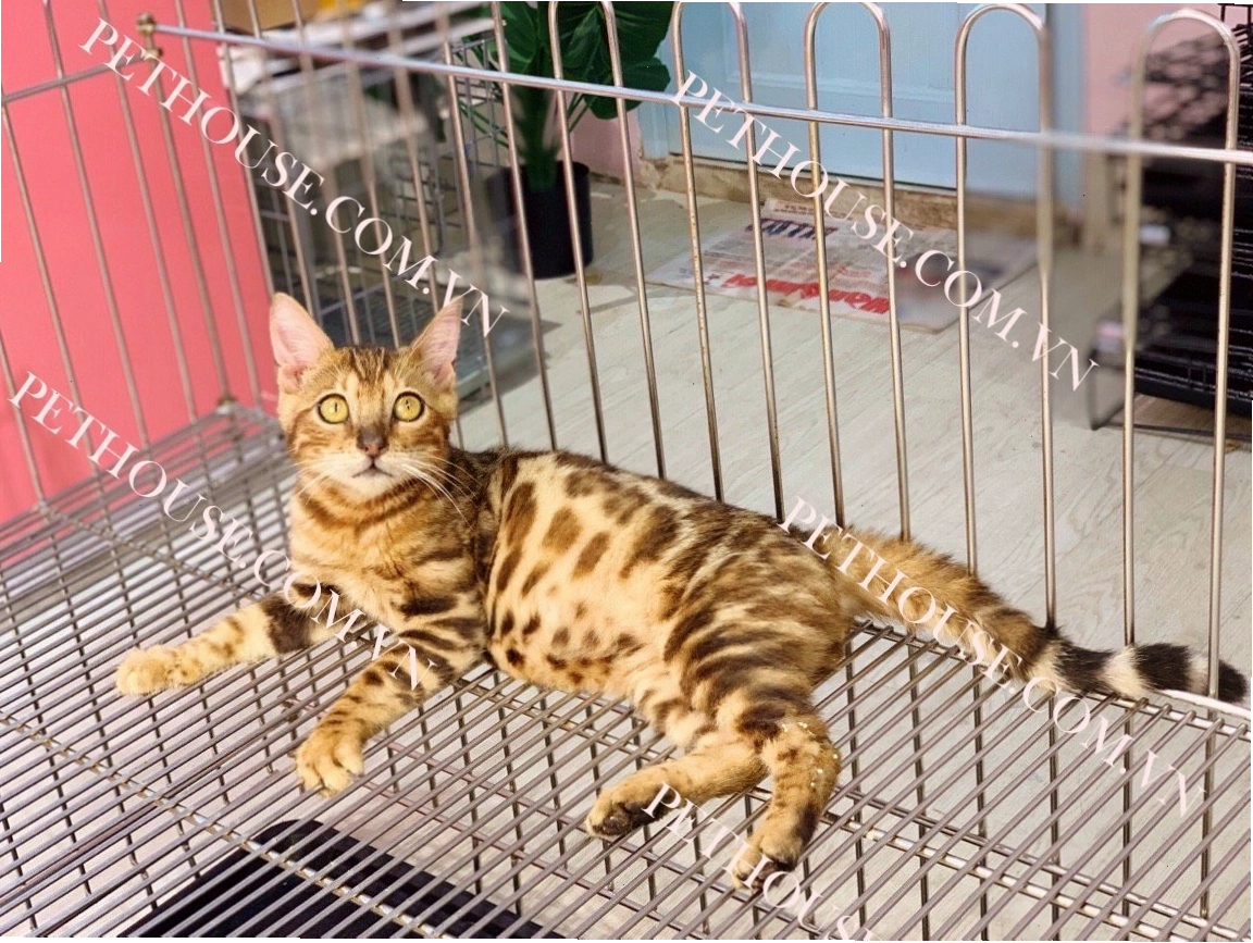 Mèo Bengal với bộ lông vằn độc đáo