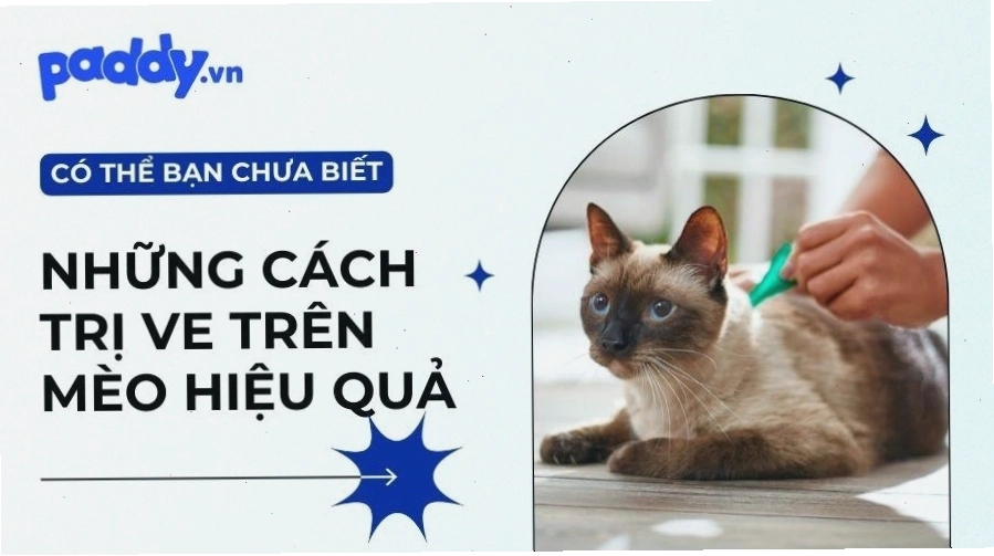 Mèo bị bọ chét gây ngứa ngáy khó chịu