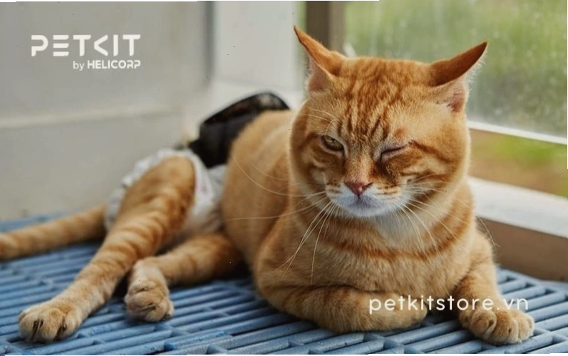 Mèo bị yếu hai chân sau, đang ngồi một cách khó khăn