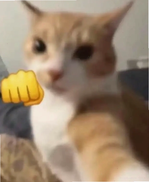 Mèo cam tự sướng với nắm đấm giơ lên đe dọa