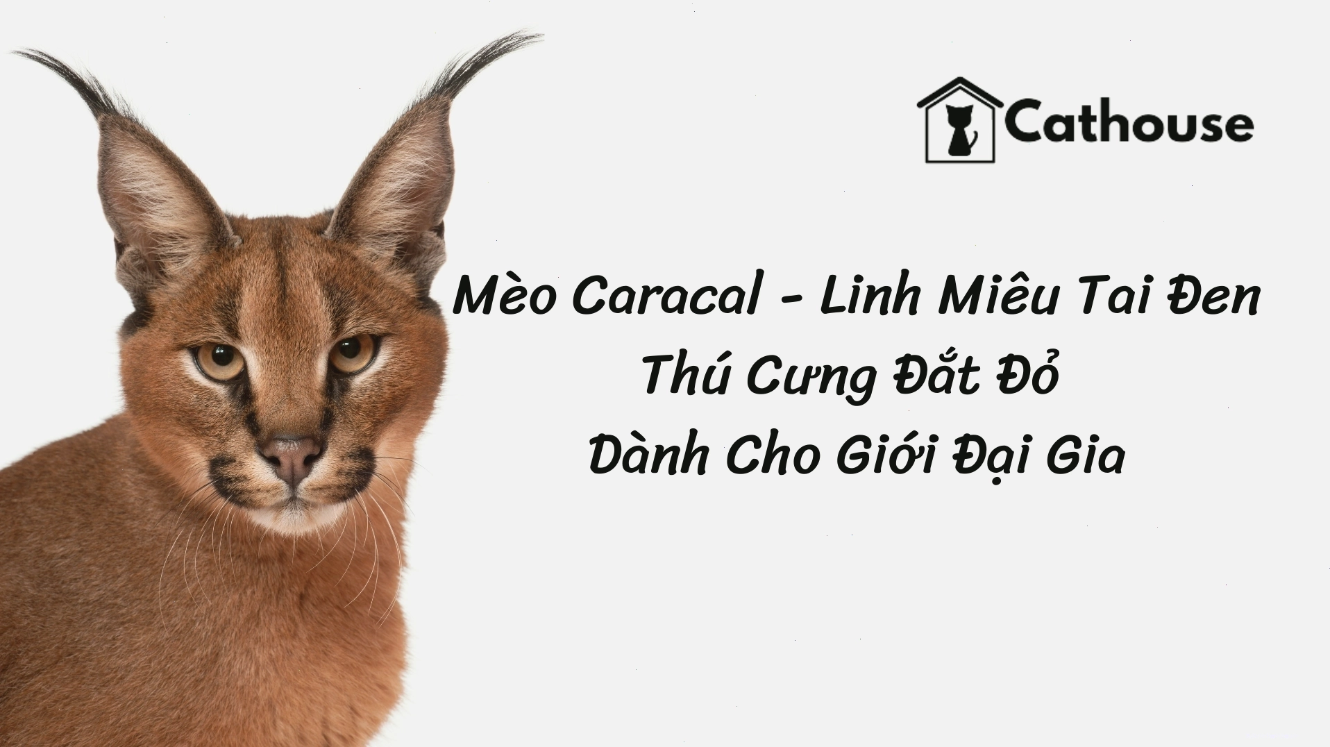 Mèo Caracal - Linh Miêu Tai Đen