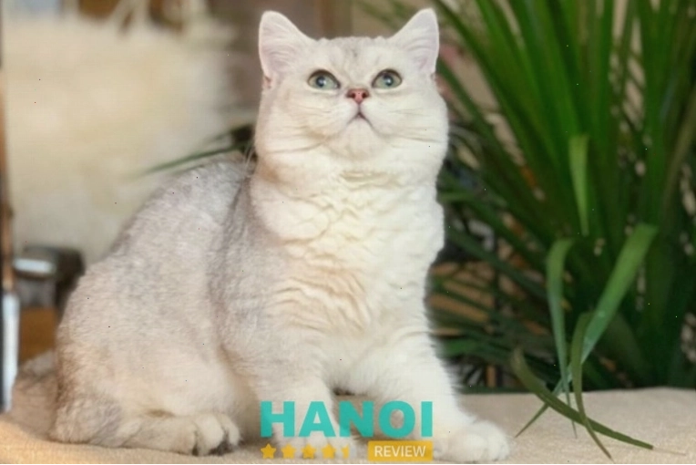 Mèo con đang chơi đùa trong không gian sạch sẽ tại Pet House