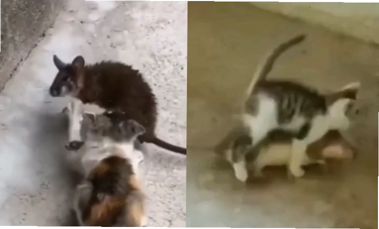 Mèo con đang vờn một con chuột đồ chơi