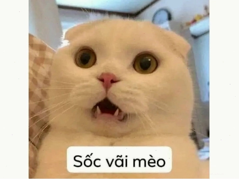 Mèo con liếc mắt nhìn đầy nghi hoặc