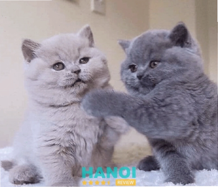 Mèo con tại Mập Pet House với vẻ ngoài khỏe mạnh