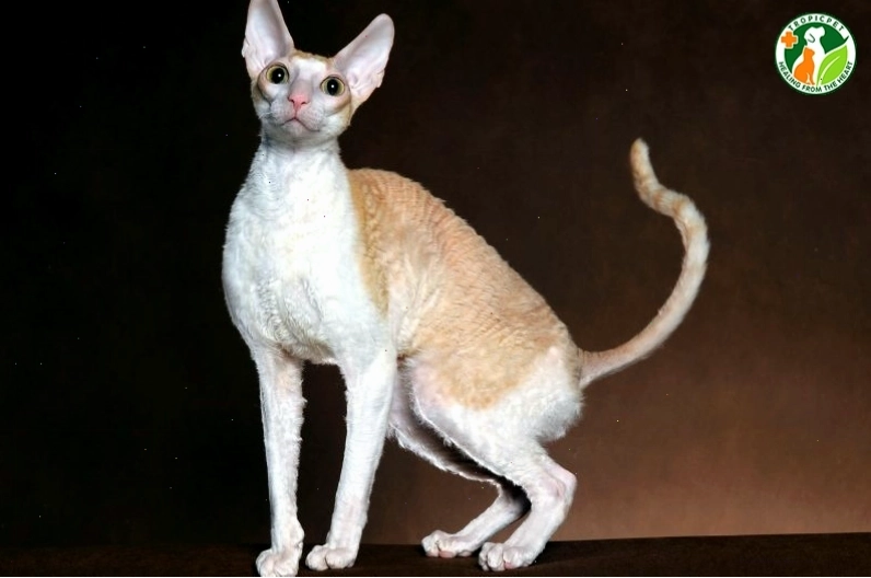Mèo Cornish Rex với thân hình mảnh mai và bộ lông xoăn sát