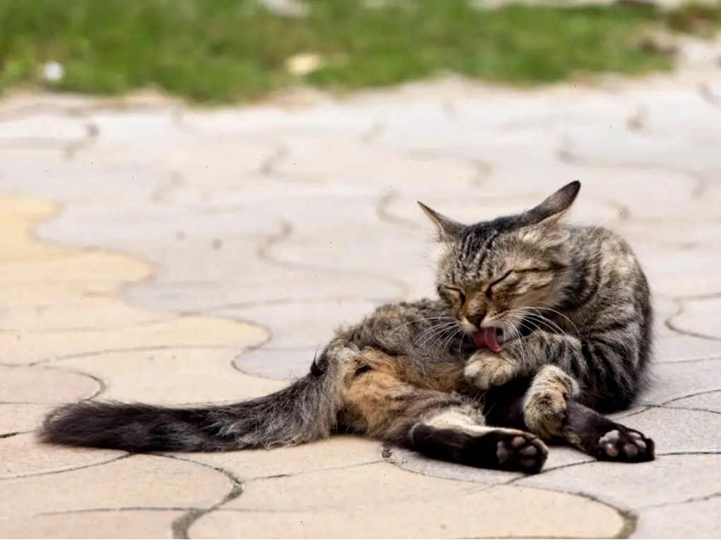 Mèo đang đau đớn liếm chân, có thể là dấu hiệu của vấn đề sức khỏe