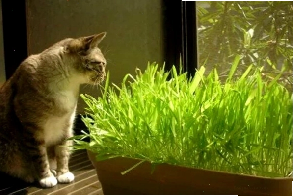 Mèo đang vui đùa với cây bạc hà mèo