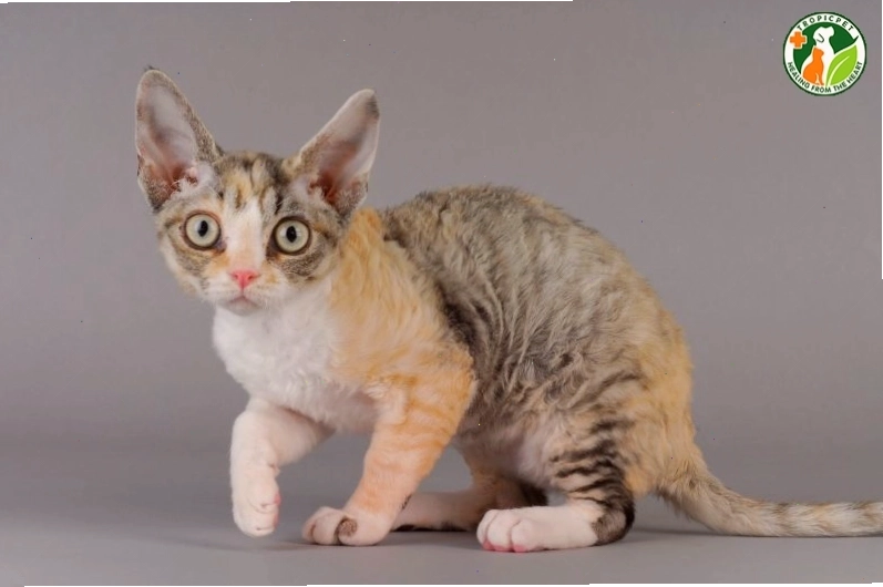 Mèo Devon Rex với đôi tai lớn và bộ lông xoăn