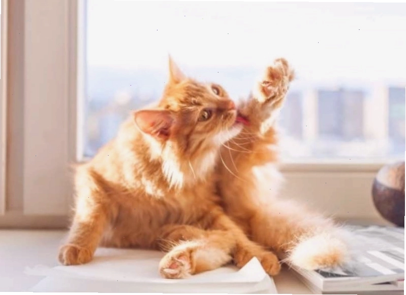 Mèo liếm lông nhiều gây tích tụ búi lông trong dạ dày