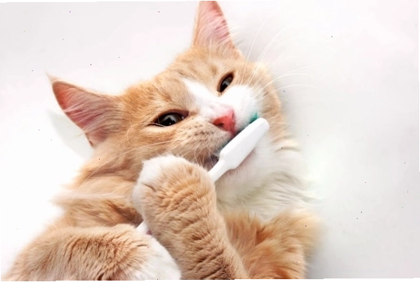 Mèo mắc phải các vấn đề về răng miệng