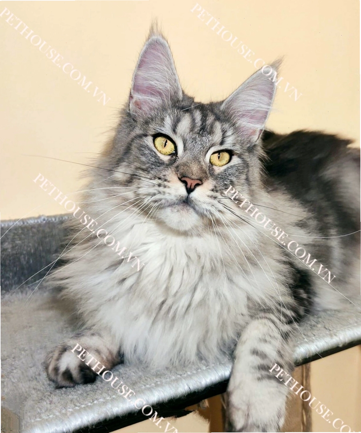 Mèo Maine Coon to lớn và bộ lông dày rậm