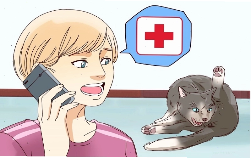 Mèo mẹ chuẩn bị chuyển dạ, có dấu hiệu liếm láp vùng sinh dục và bồn chồn