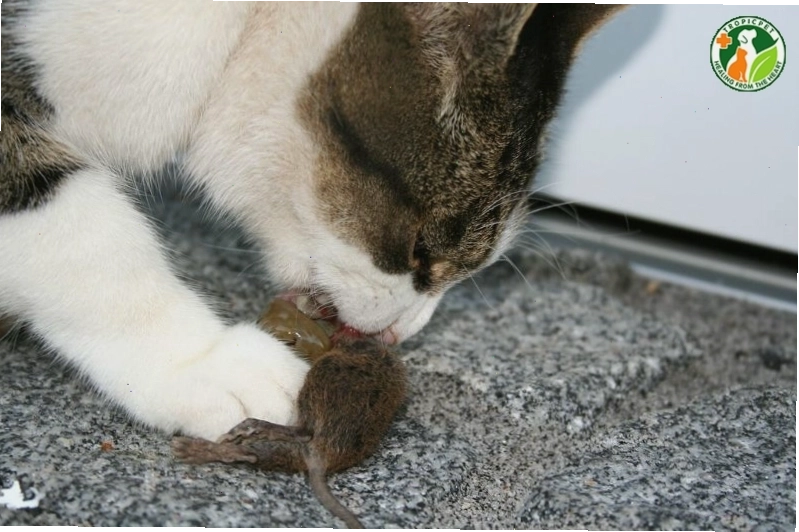Mèo mẹ và mèo con cùng ăn chuột