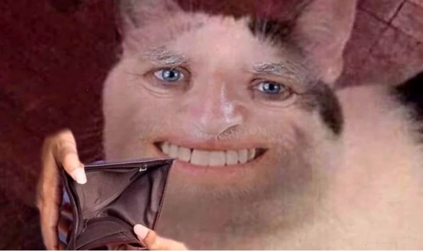 Mèo meme bá đạo đang nằm thư giãn
