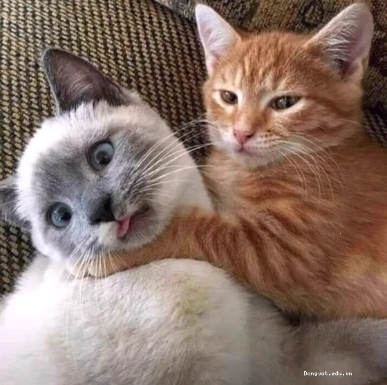 Mèo meme mặt ngáo ngơ