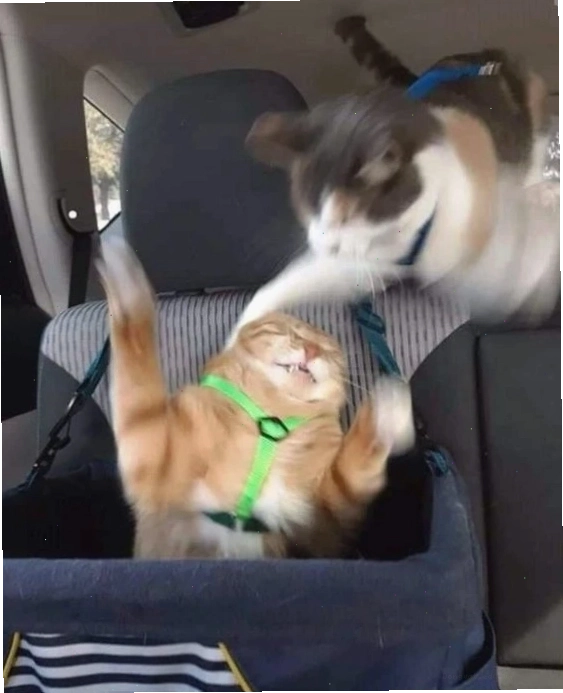 Mèo meme nằm dài
