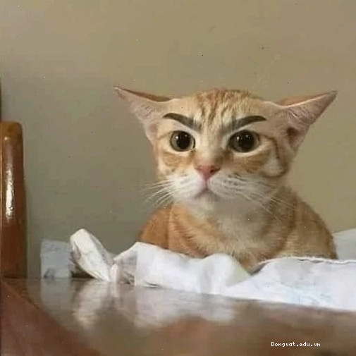 Mèo meme ngái ngủ