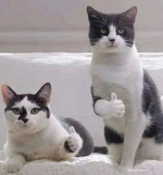 Mèo meme ngậm đồ vật