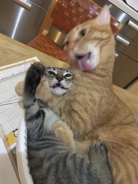 Mèo meme ngồi chéo chân