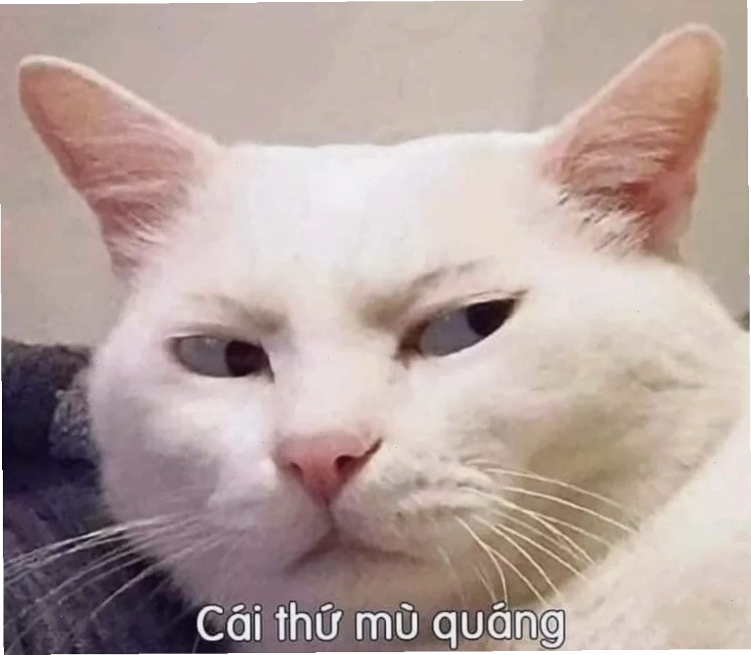 Mèo meme ngồi thẳng