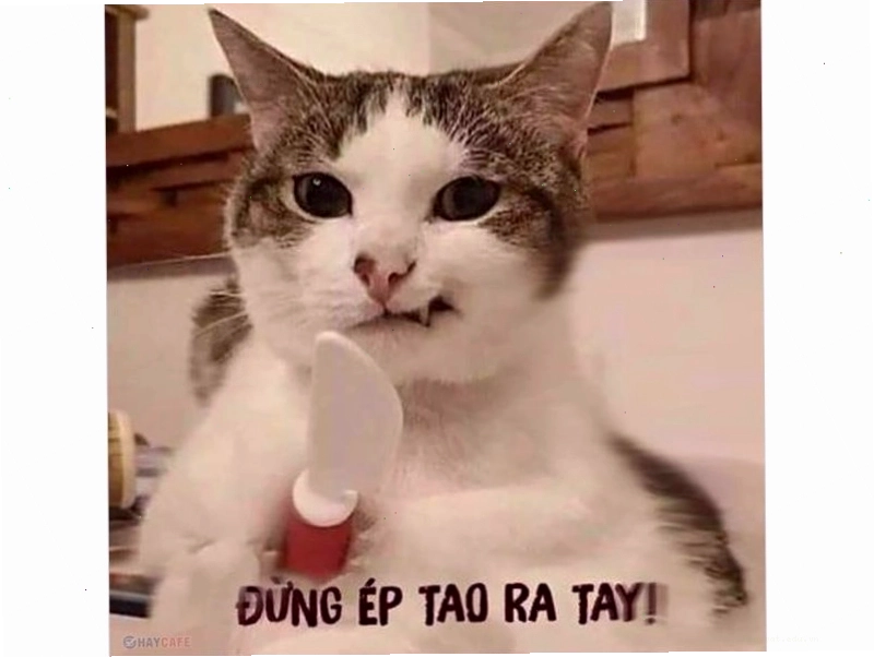 Mèo meme với biểu cảm hài hước, vô tri
