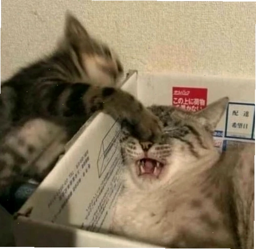 Mèo meme với biểu cảm ngơ ngác