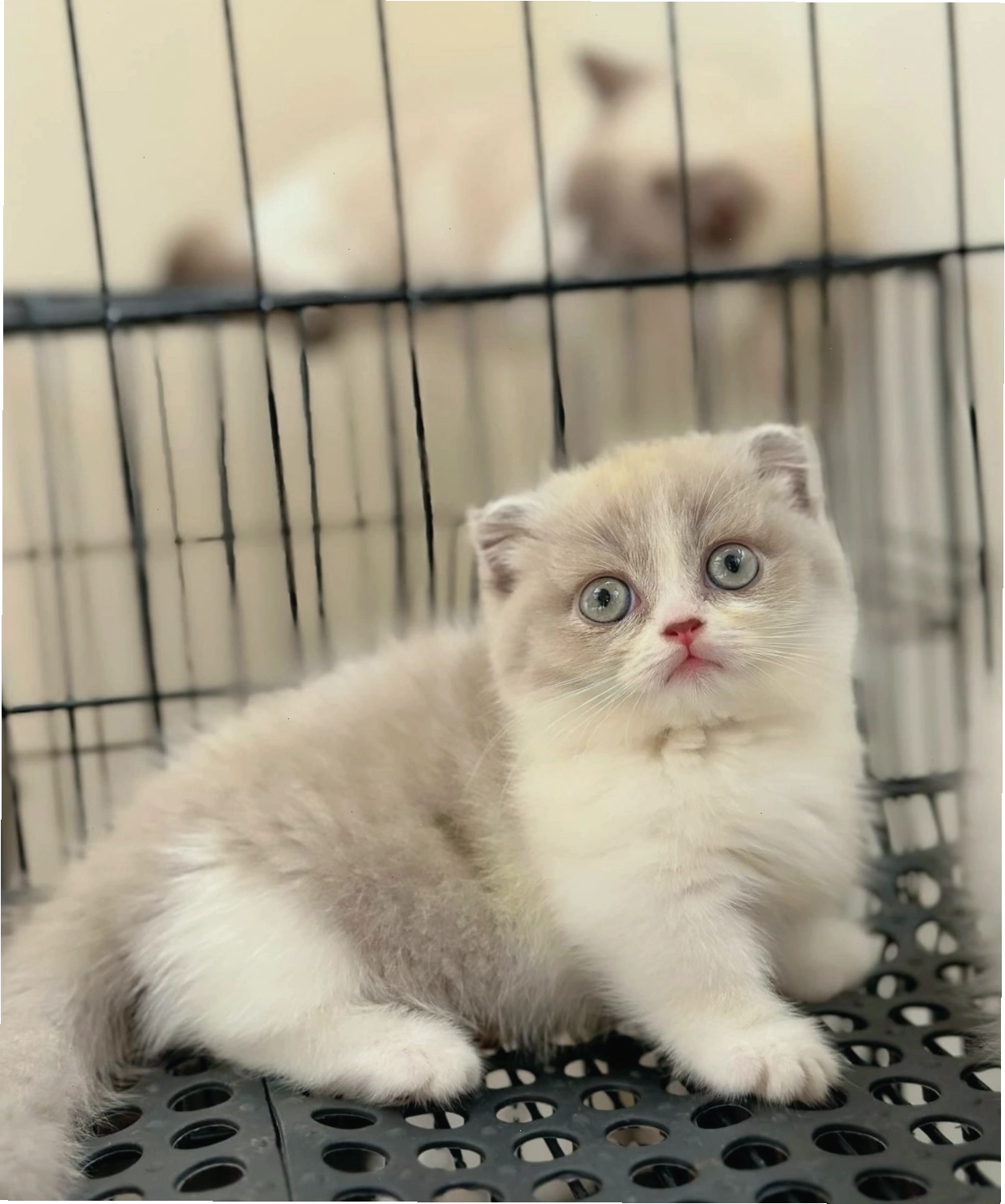 Mèo Munchkin chân lùn đang chơi với đồ chơi
