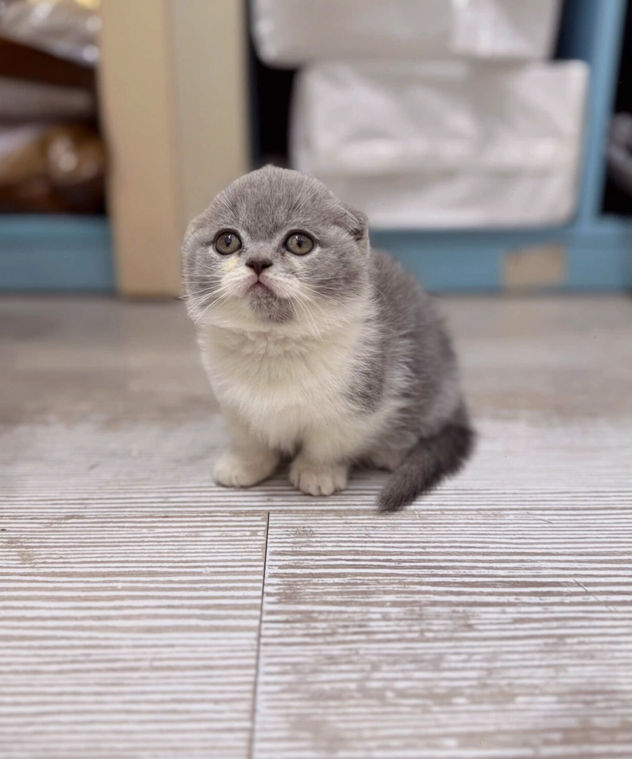 Mèo Munchkin chân ngắn đang nghỉ ngơi