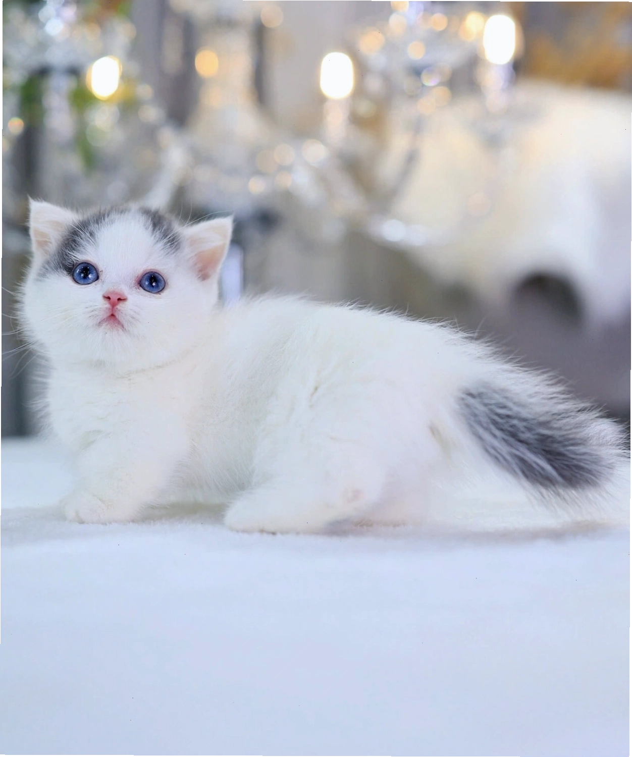 Mèo Munchkin lông ngắn màu vàng với đôi chân ngắn đáng yêu