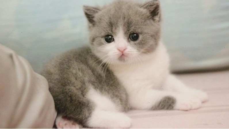Mèo Munchkin với đôi chân ngắn ngộ nghĩnh